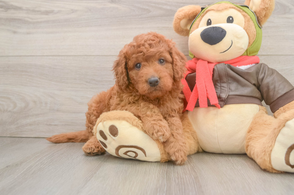 6 week old Mini Goldendoodle Puppy For Sale - Puppy Love PR