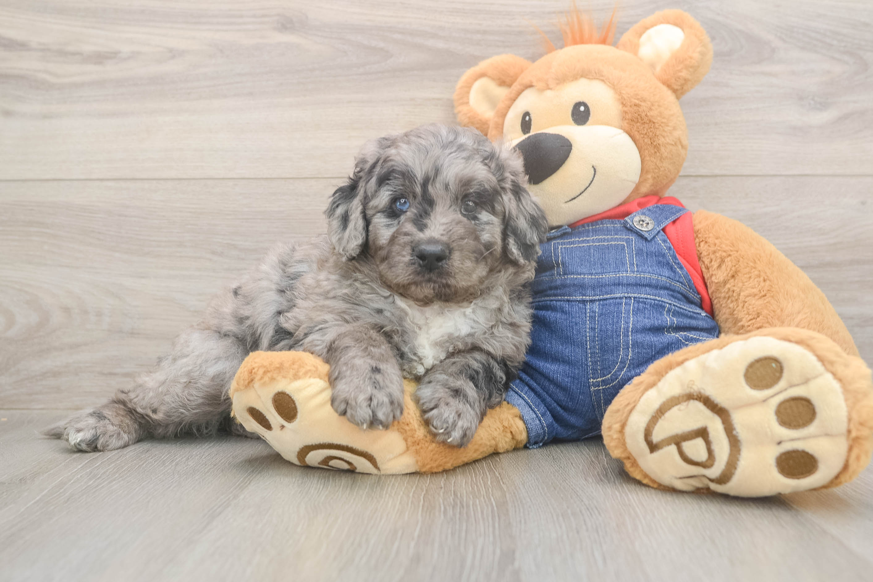 Mini Goldendoodle Puppy for Adoption