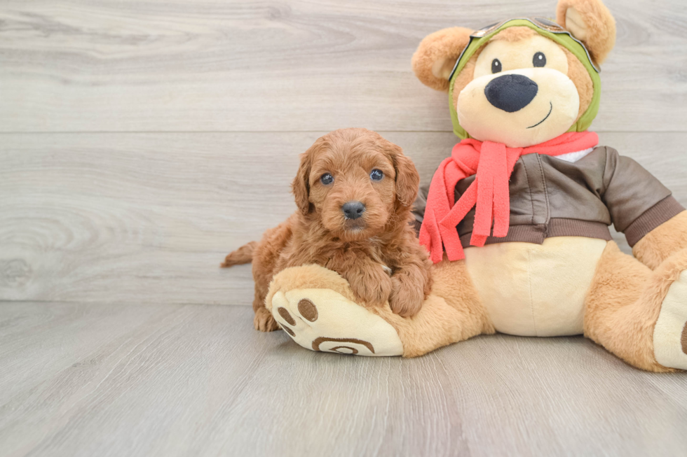 Best Mini Goldendoodle Baby