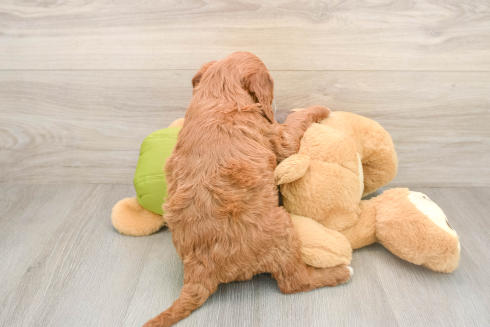 Best Mini Goldendoodle Baby