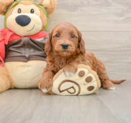 7 week old Mini Goldendoodle Puppy For Sale - Puppy Love PR