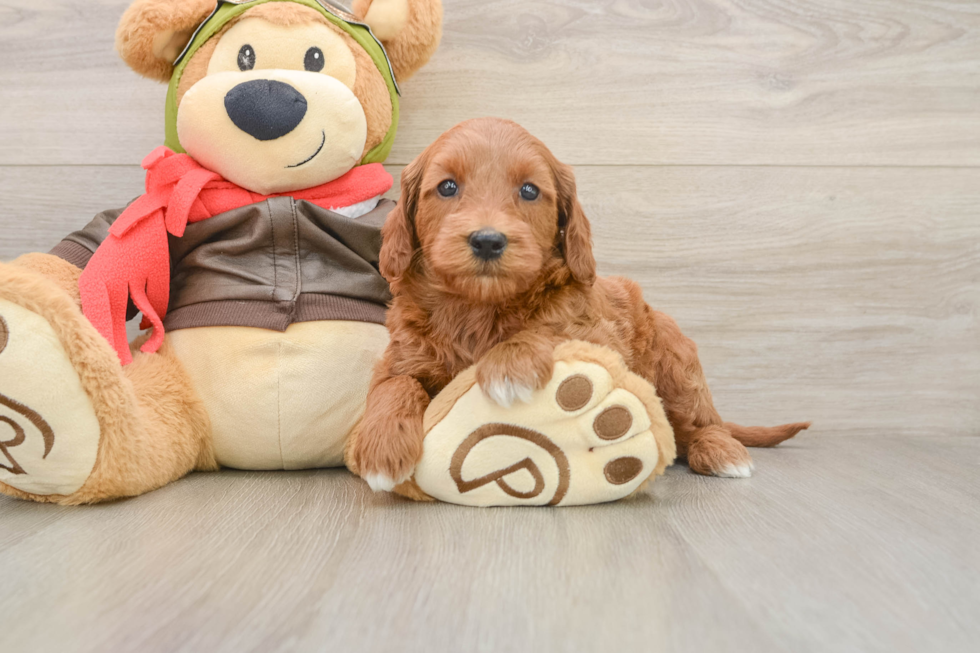 Adorable Golden Retriever Poodle Mix Poodle Mix Puppy
