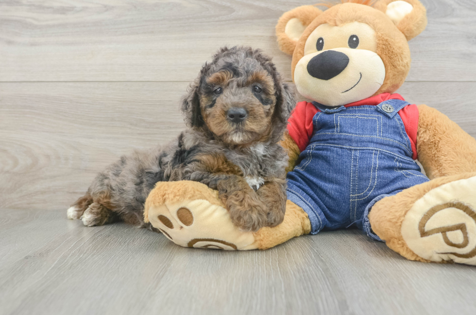 6 week old Mini Goldendoodle Puppy For Sale - Puppy Love PR