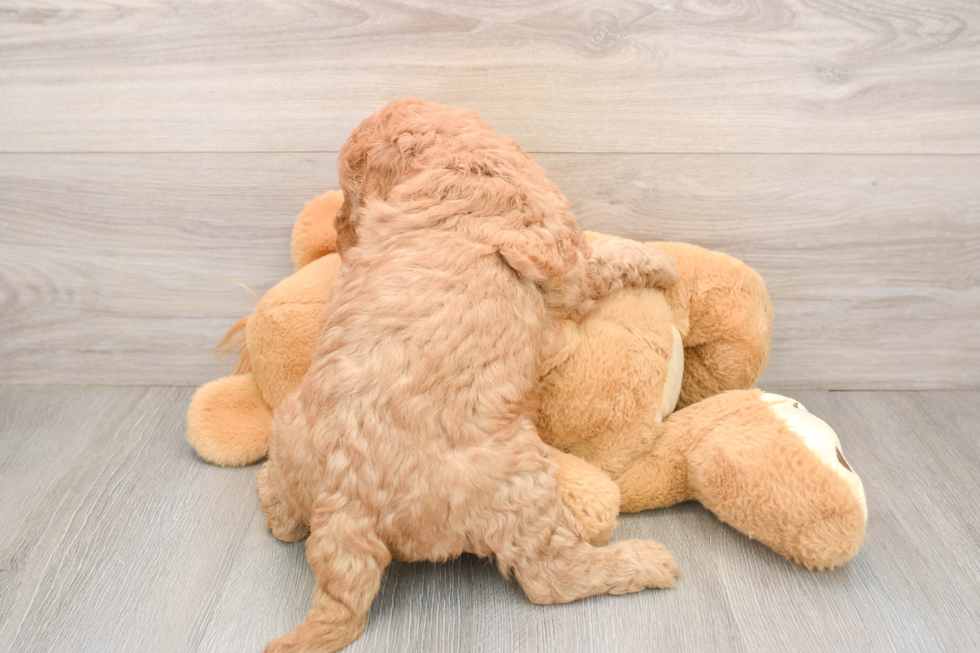 Petite Mini Goldendoodle Poodle Mix Pup