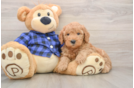 Little Mini Goldenpoo Poodle Mix Puppy