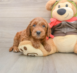 7 week old Mini Goldendoodle Puppy For Sale - Puppy Love PR