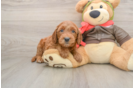 Hypoallergenic Mini Goldiepoo Poodle Mix Puppy