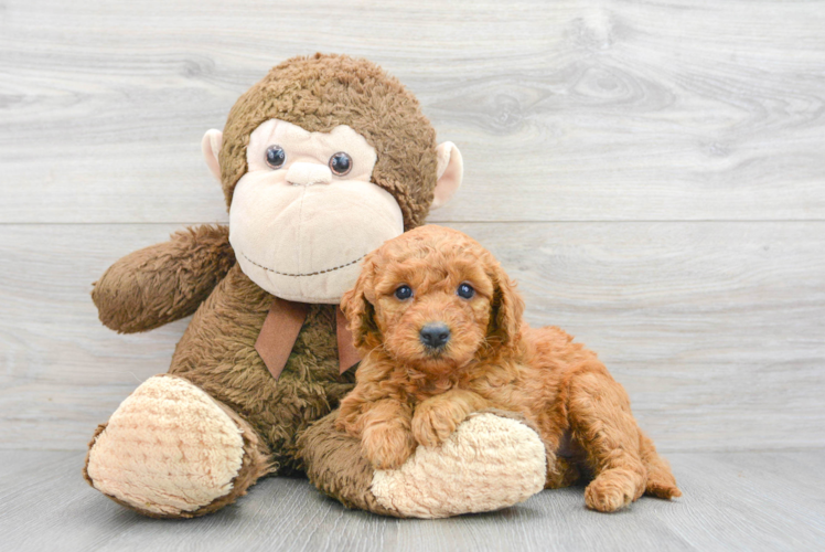 Fluffy Mini Goldendoodle Poodle Mix Pup