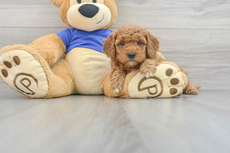 Meet Rapunzel - our Mini Goldendoodle Puppy Photo 1/3 - Puppy Love PR Mini Goldendoodle Puppy for Adoption