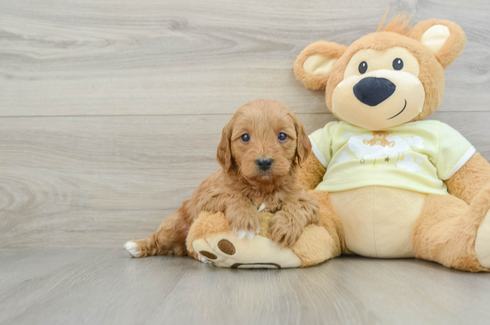 6 week old Mini Goldendoodle Puppy For Sale - Puppy Love PR