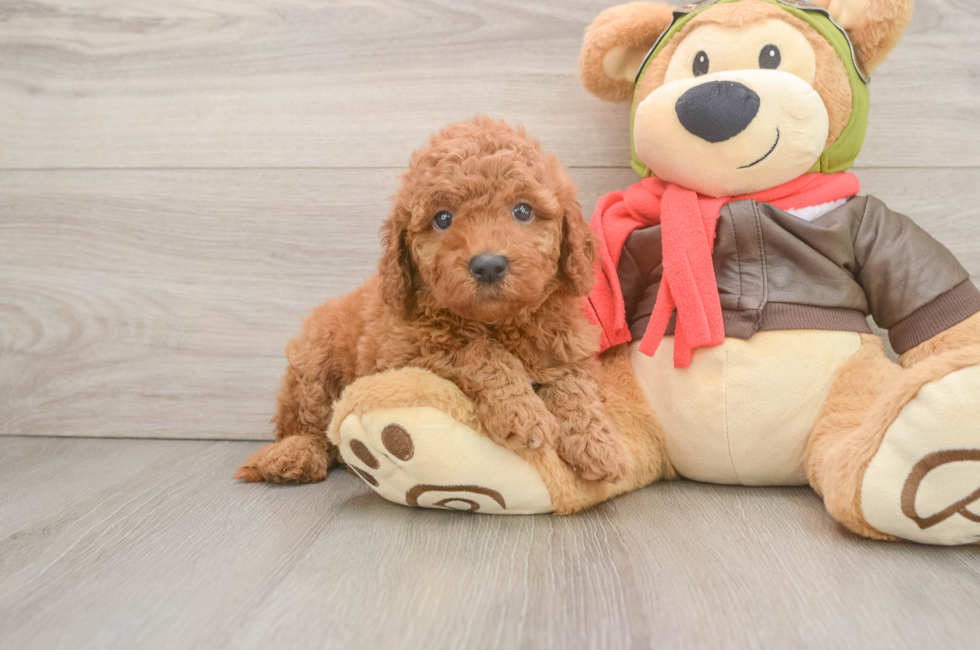 6 week old Mini Goldendoodle Puppy For Sale - Puppy Love PR