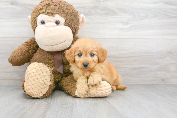 Meet Rapunzel - our Mini Goldendoodle Puppy Photo 1/3 - Puppy Love PR Best Mini Goldendoodle Baby