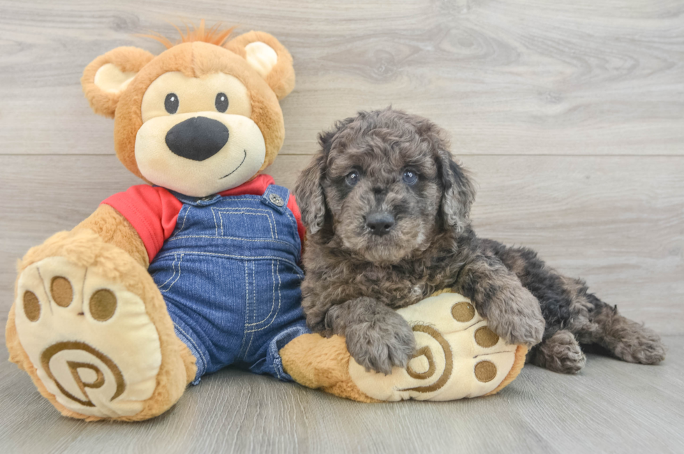 6 week old Mini Goldendoodle Puppy For Sale - Puppy Love PR