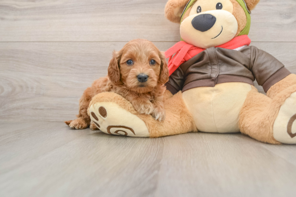 Popular Mini Goldendoodle Poodle Mix Pup