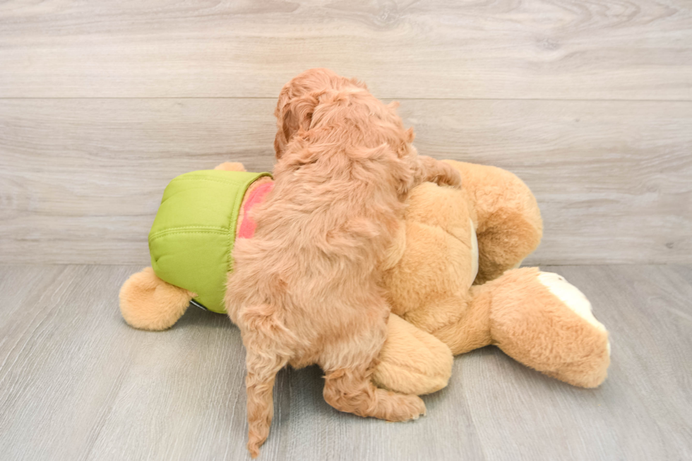 Adorable Golden Retriever Poodle Mix Poodle Mix Puppy