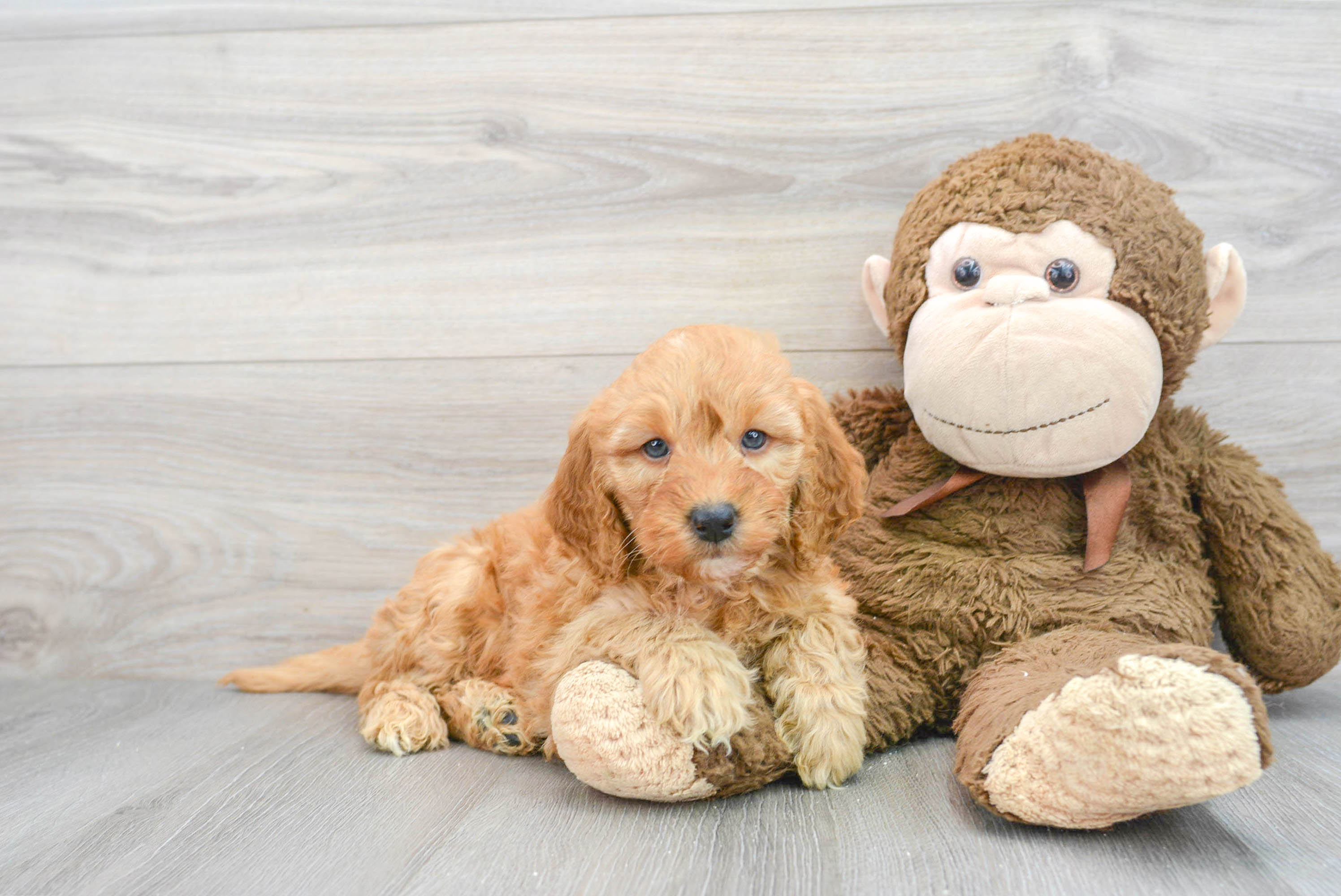 Mini Goldendoodle Pup Being Cute