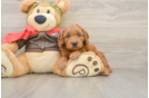 Adorable Golden Retriever Poodle Mix Poodle Mix Puppy