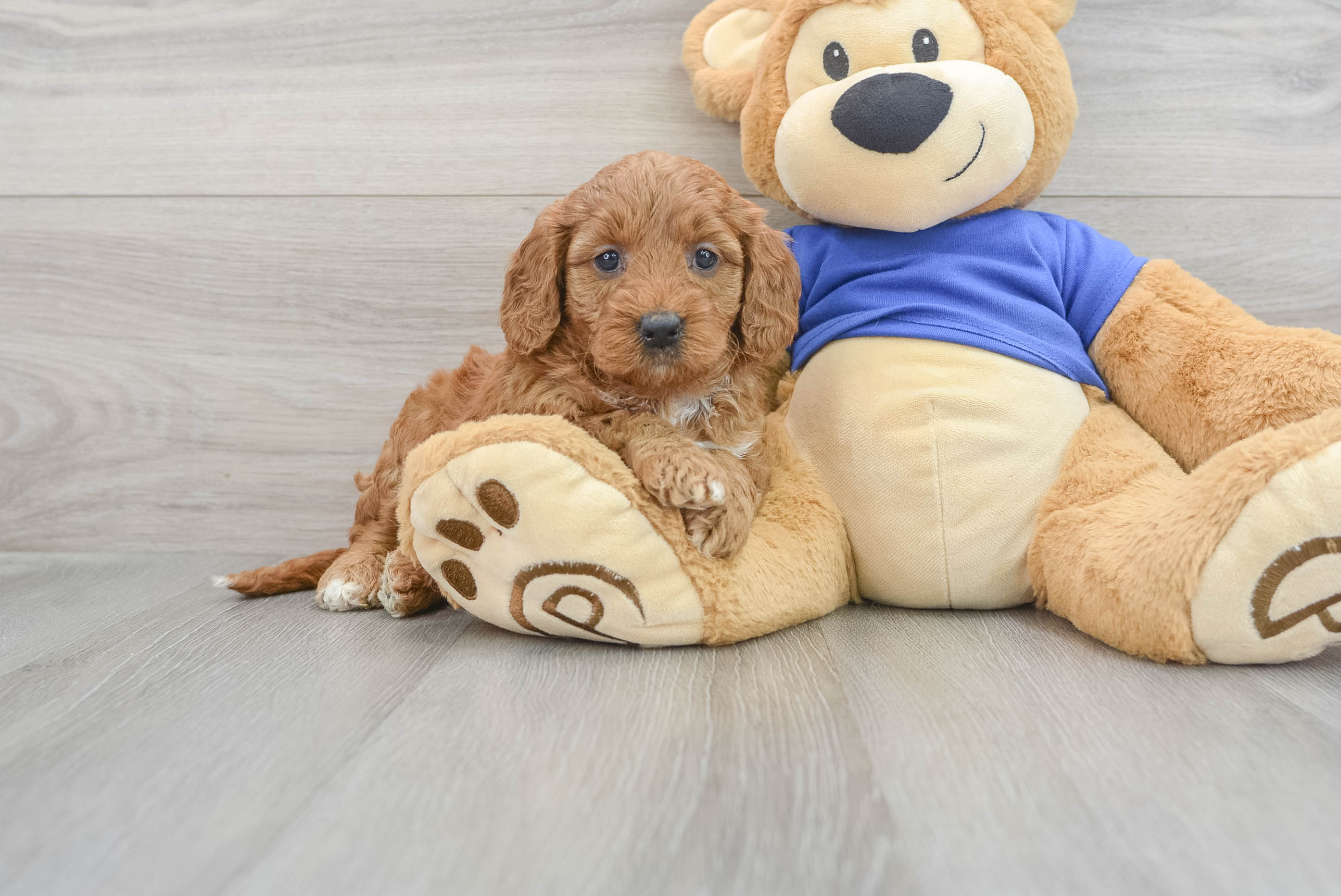 Sweet Mini Goldendoodle Baby