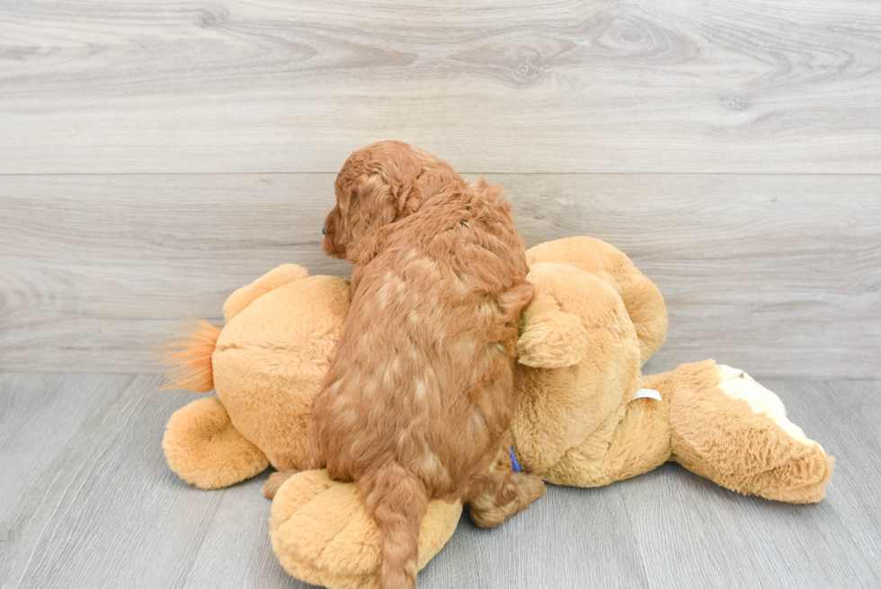 Adorable Golden Retriever Poodle Mix Puppy