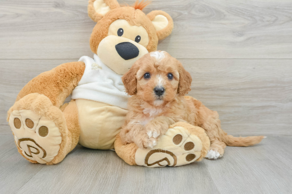 7 week old Mini Goldendoodle Puppy For Sale - Puppy Love PR