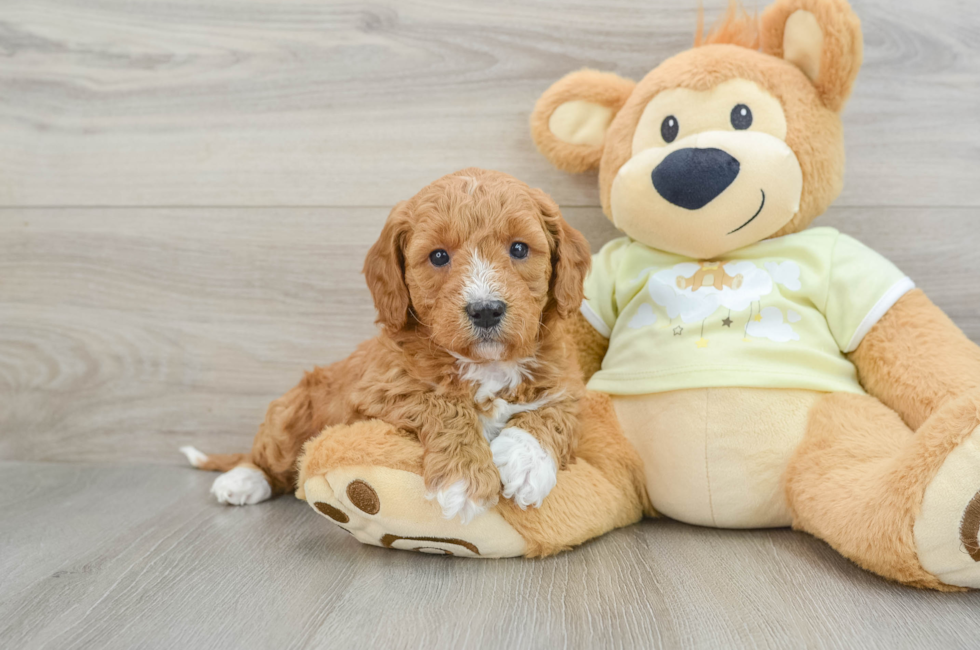 6 week old Mini Goldendoodle Puppy For Sale - Puppy Love PR