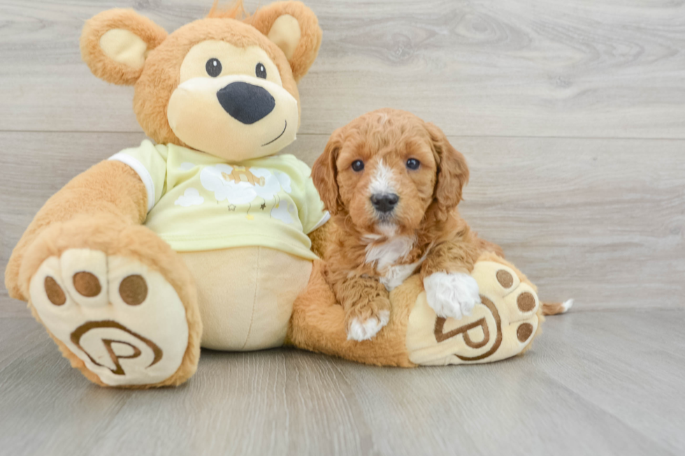 Sweet Mini Goldendoodle Baby