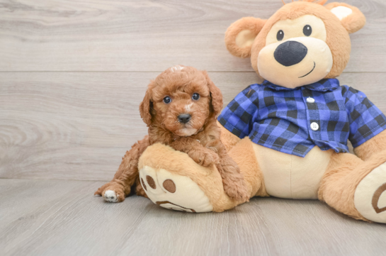 Best Mini Goldendoodle Baby