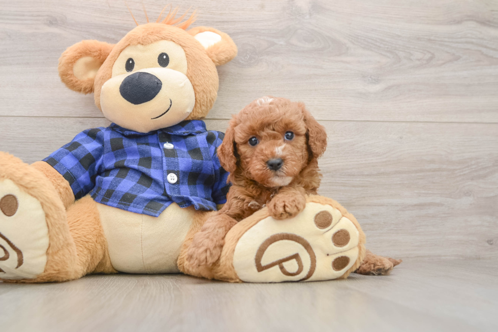 Small Mini Goldendoodle Baby