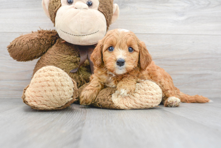 Little Golden Retriever Poodle Mix Puppy