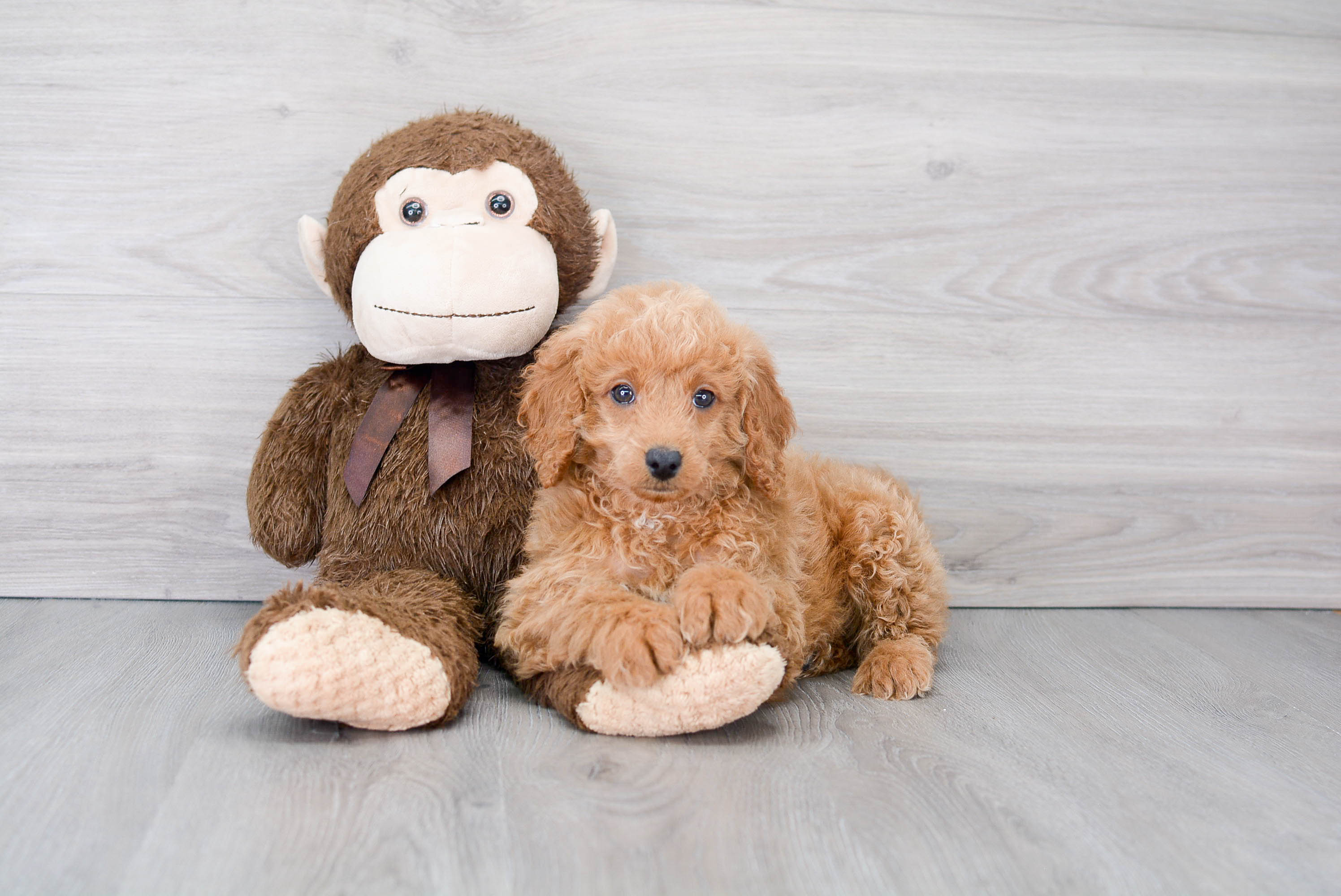 Best Mini Goldendoodle Baby