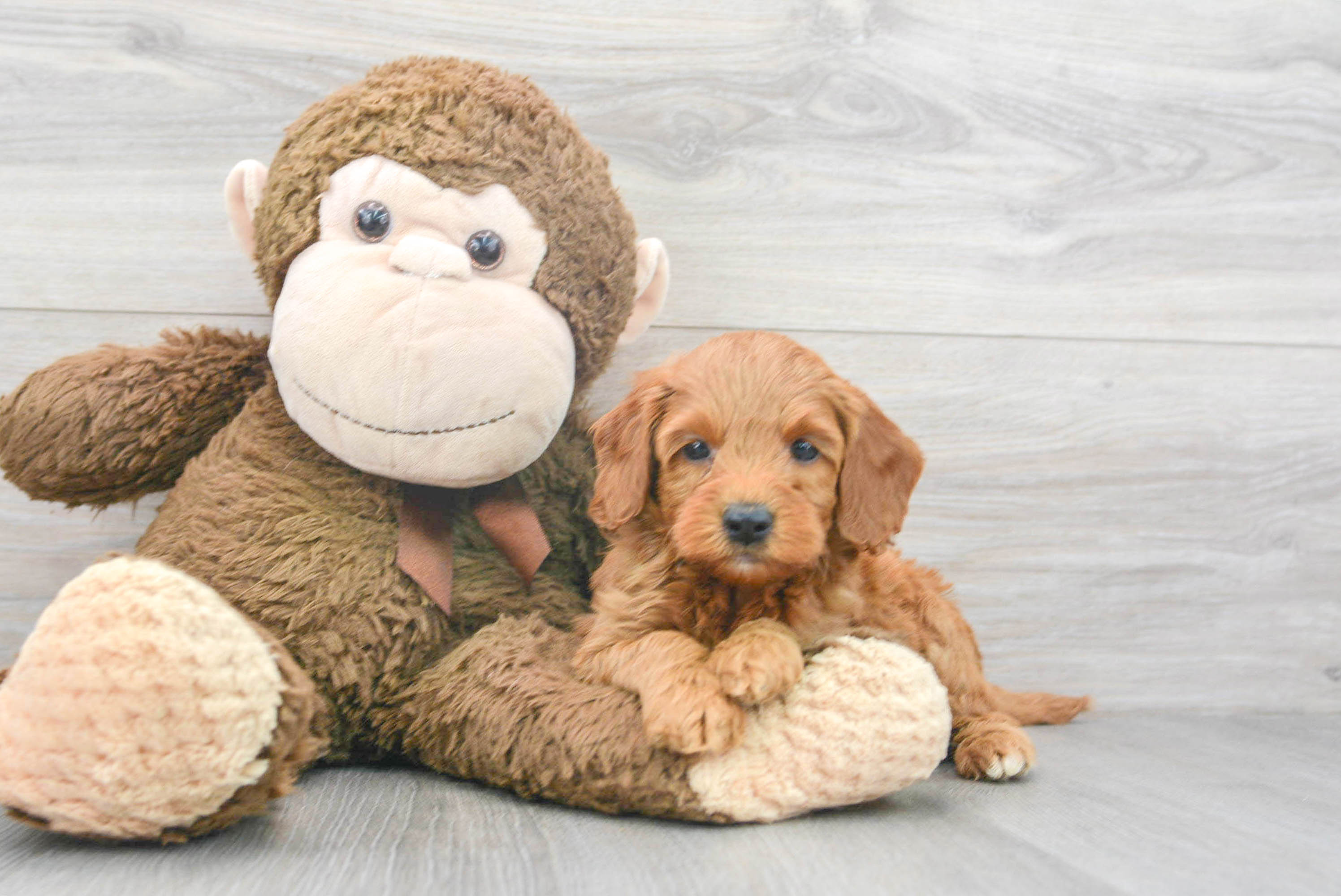 Mini Goldendoodle Puppy for Adoption
