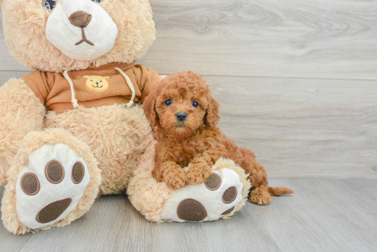 Meet Ricky - our Mini Goldendoodle Puppy Photo 1/3 - Puppy Love PR Fluffy Mini Goldendoodle Poodle Mix Pup