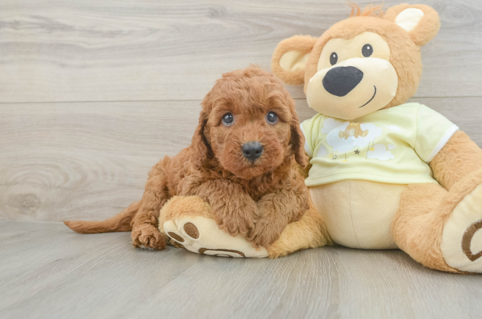 6 week old Mini Goldendoodle Puppy For Sale - Puppy Love PR