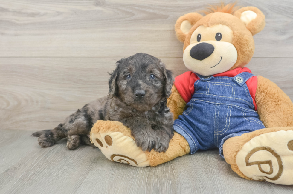 6 week old Mini Goldendoodle Puppy For Sale - Puppy Love PR