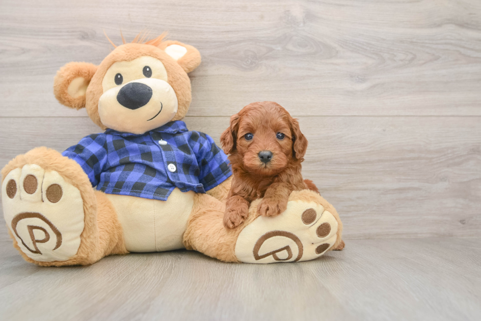 Petite Mini Goldendoodle Poodle Mix Pup