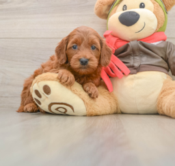 7 week old Mini Goldendoodle Puppy For Sale - Puppy Love PR