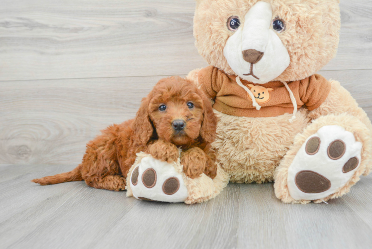 Meet Riley - our Mini Goldendoodle Puppy Photo 1/3 - Puppy Love PR Mini Goldendoodle Puppy for Adoption