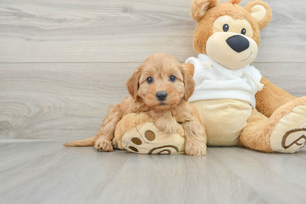 Mini Goldendoodle Puppy for Adoption