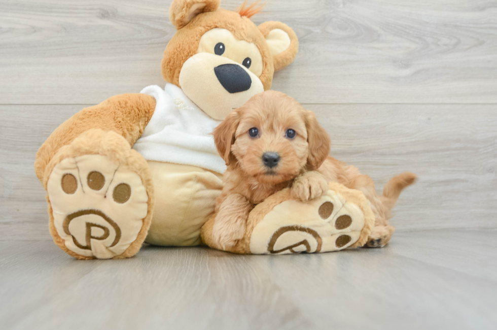 6 week old Mini Goldendoodle Puppy For Sale - Puppy Love PR