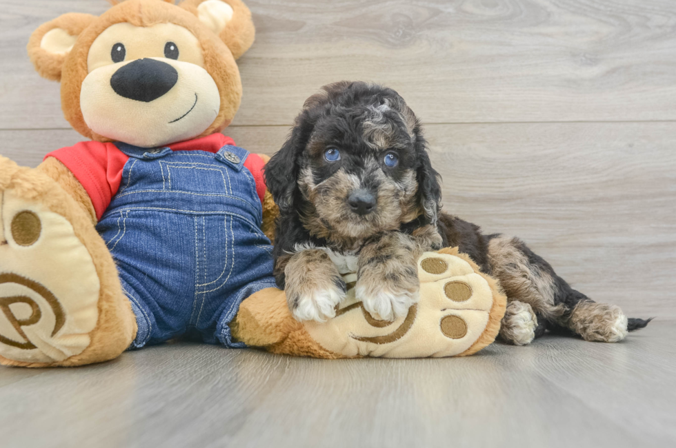6 week old Mini Goldendoodle Puppy For Sale - Puppy Love PR