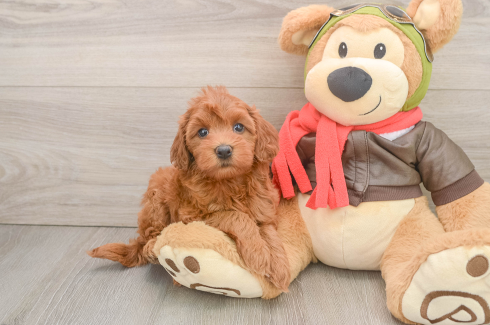 6 week old Mini Goldendoodle Puppy For Sale - Puppy Love PR
