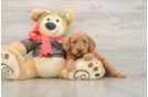 Best Mini Goldendoodle Baby