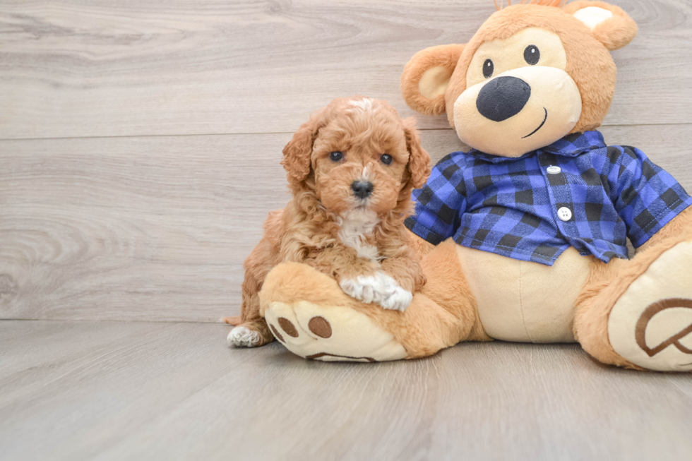 Smart Mini Goldendoodle Poodle Mix Pup