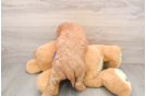 Happy Mini Goldendoodle Baby