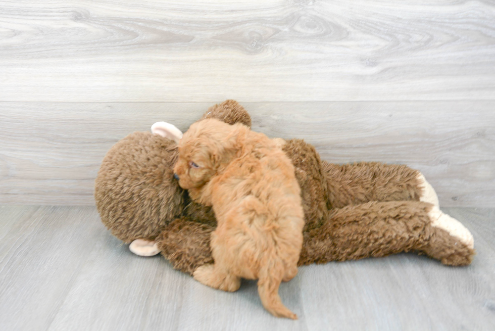 Mini Goldendoodle Pup Being Cute