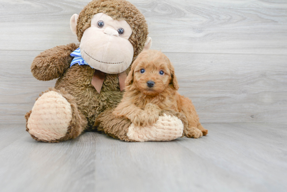 Cute Golden Retriever Poodle Mix Puppy