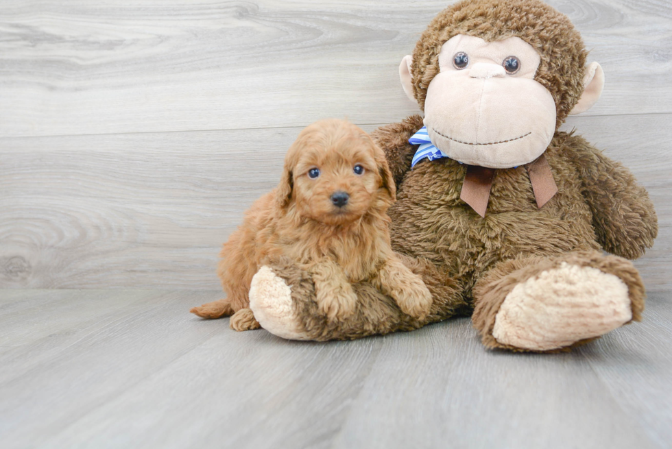 Mini Goldendoodle Pup Being Cute