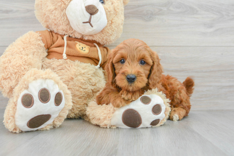 Meet Rogue - our Mini Goldendoodle Puppy Photo 1/3 - Puppy Love PR Playful Golden Retriever Poodle Mix Puppy