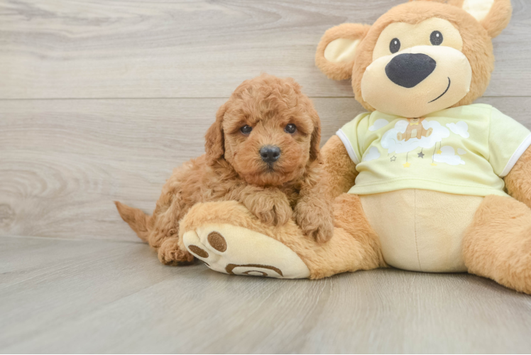 Best Mini Goldendoodle Baby