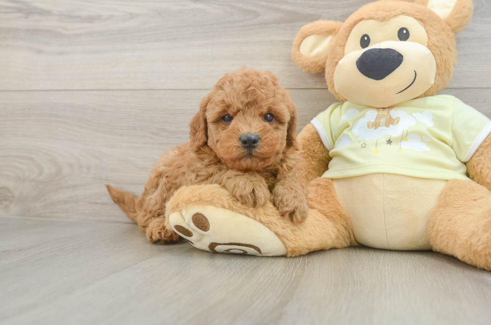 6 week old Mini Goldendoodle Puppy For Sale - Puppy Love PR